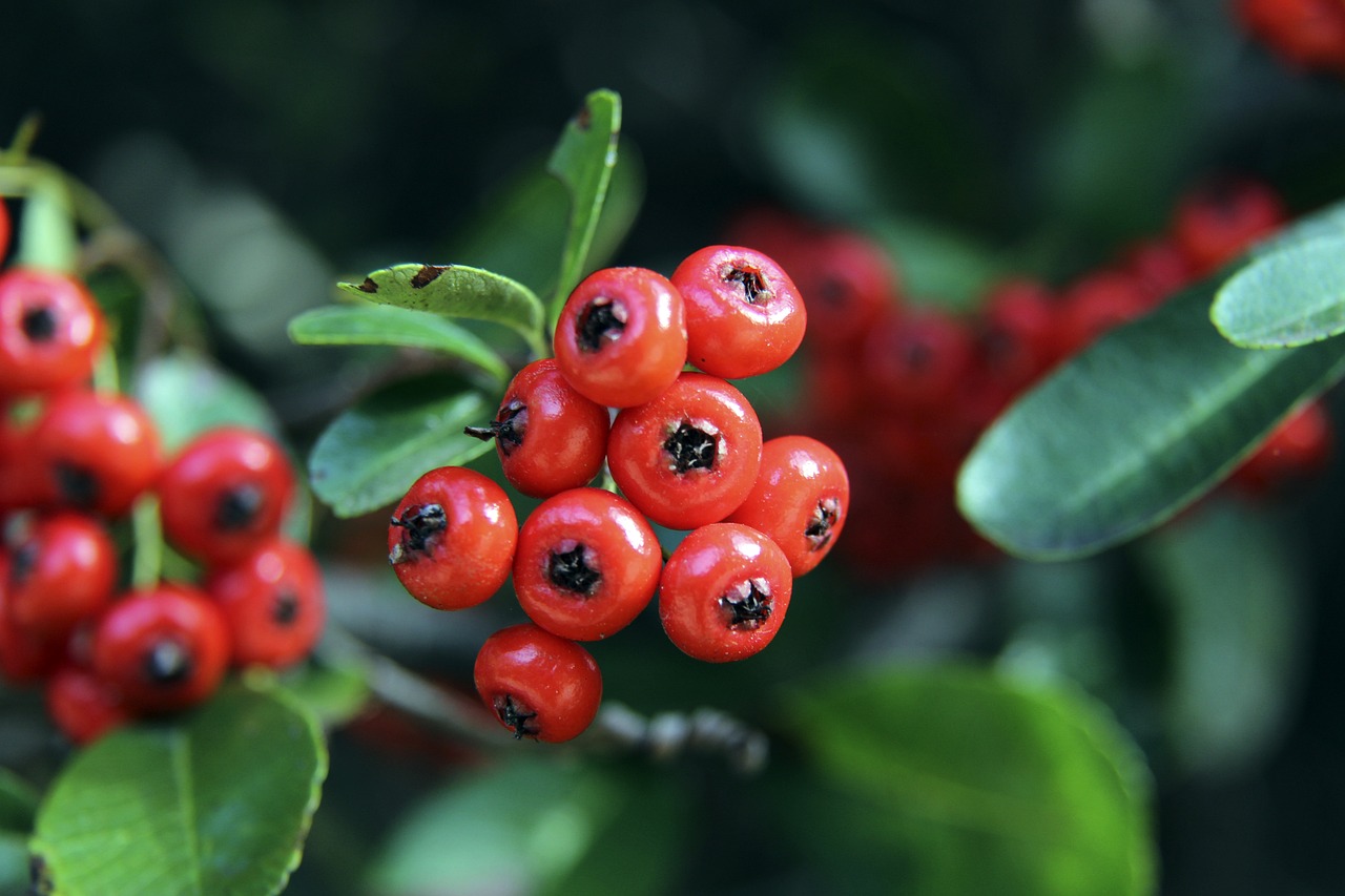 他们独特的 他们独特的